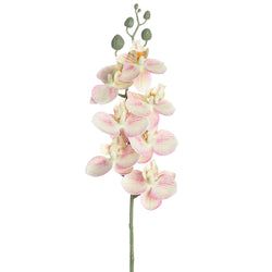 Cream/Pink
