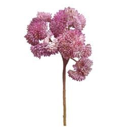 2-Tone Orchid