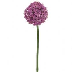 Boysenberry