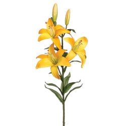 Dark Yellow