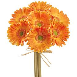 Options – Orange