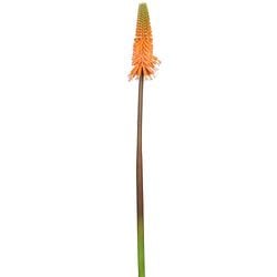 Flame/Green