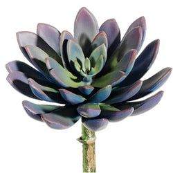 Lavender/Green