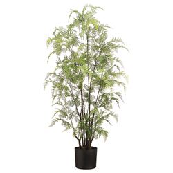 1 plant