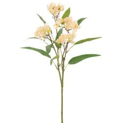 Light Peach
