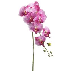 Orchid/Violet