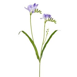 Options – Lavender
