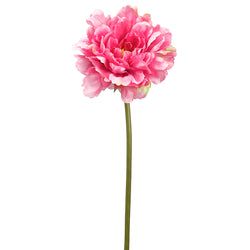 Rose/Pink