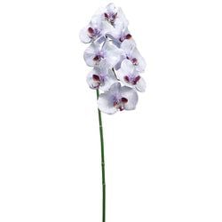 Options – White/Purple