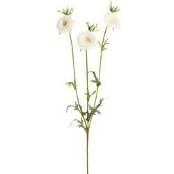 Options – White