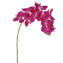 Orchid