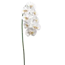 Options – White/Yellow