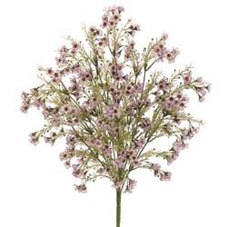 Options – Lavender