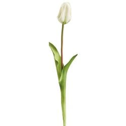 Options – White