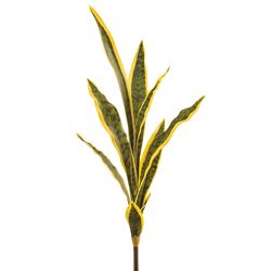 Variegated
