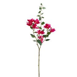 Orchid