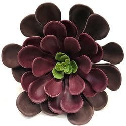 Eggplant/Purple