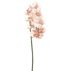 Options – Light Peach