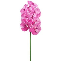 Orchid