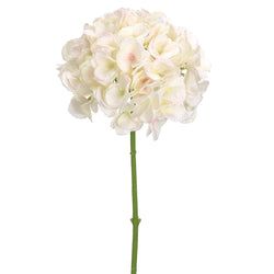 Cream/Blush