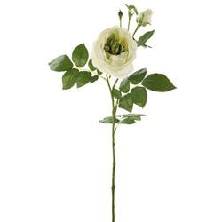 Cream/Green
