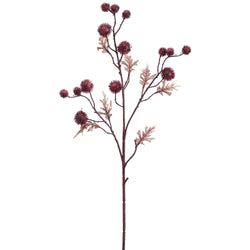 Boysenberry