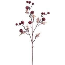 Options – Boysenberry