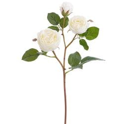 Options – White