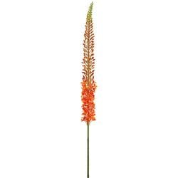Orange/Green