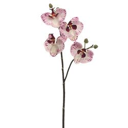 White/Orchid