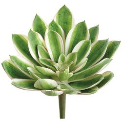 Green/Variegated