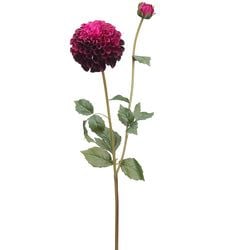 Burgundy/Orchid