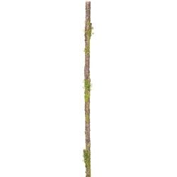56"