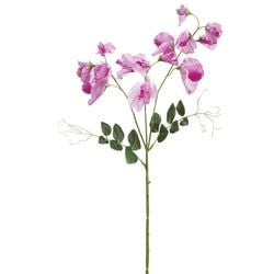 Options – Fuchsia