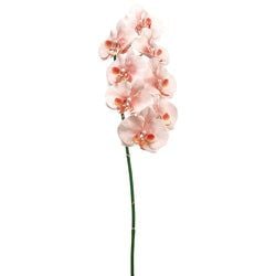 Options – Pink