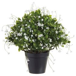 1 plant
