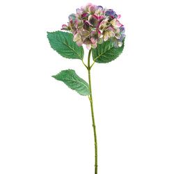 Boysenberry/Purple