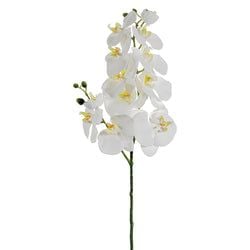 Options – White
