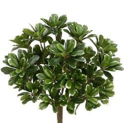 Variegated