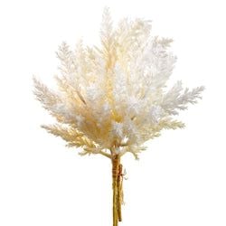 Options – Ivory