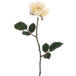 Vanilla