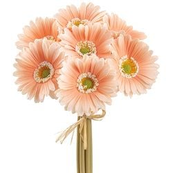 Options – Peach