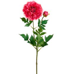 Beauty/Fuchsia
