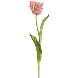 Options – Pink