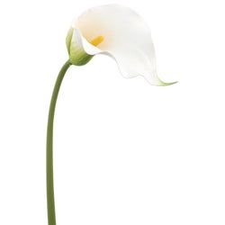 White/Green