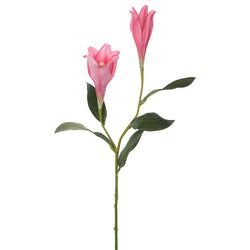Options – Pink/Beauty