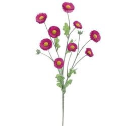 Boysenberry