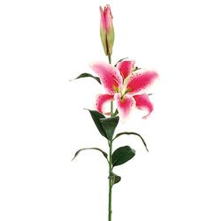 Rubrum/Pink
