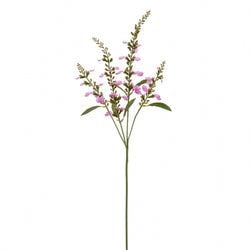 Orchid