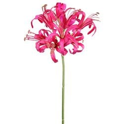 Options – Fuchsia